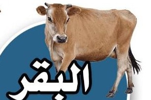 QURBAN IMPLEMENTATION AND DISTRIBUTION OF MEAT FOR POOR PEOPLE IN CHAD